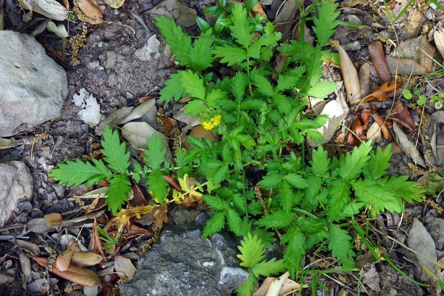 Agrimonia eupatoria